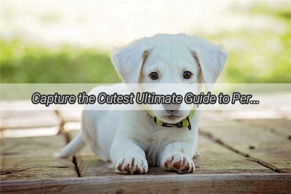 Capture the Cutest Ultimate Guide to Perfecting Your Teddy Bear Dog Photos